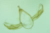 Blastobasis maroccanella