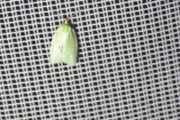 Tortrix viridana