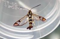 Synanthedon conopiformis