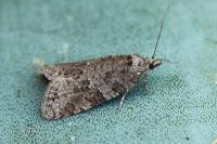 Cnephasia