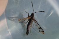 Synanthedon conopiformis