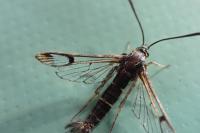 Synanthedon conopiformis