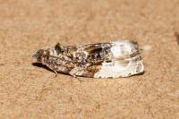 Hedya nubiferana