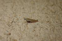 Aspilapteryx tringipennella