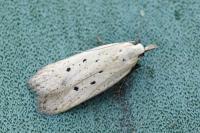 Nothris verbascella