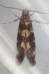 Triaxomasia caprimulgella