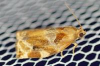 Archips xylosteana