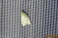 Tortrix viridana