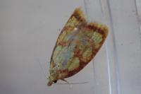 Acleris bergmanniana