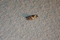 Acleris variegana
