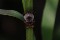Acleris variegana