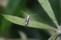 Argyresthia