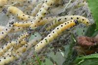 Yponomeuta cagnagella
