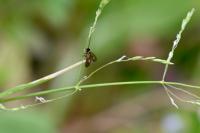 Cauchas fibulella