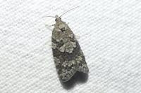 Cnephasia