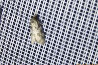 Cnephasia