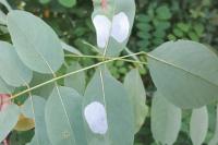 Macrosaccus robiniella