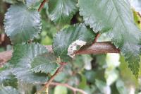 Phyllonorycter schreberella