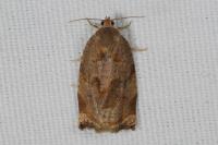 Archips crataegana