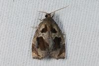 Archips crataegana
