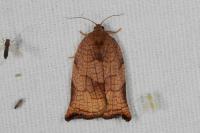 Archips podana