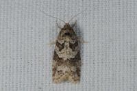 Cnephasia