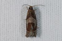 Epiblema foenella