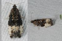 Hedya pruniana