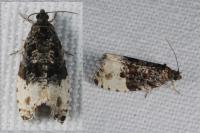 Hedya pruniana