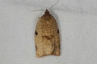 Lozotaenia forsterana
