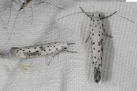 Yponomeuta irrorella