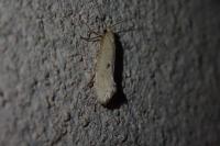 Myrmecozela ataxella