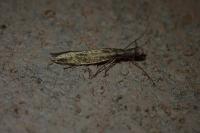 Pleurota aristella