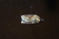 Acleris