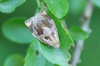 Archips crataegana