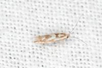 Phyllonorycter blancardella