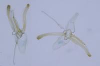 Phyllonorycter blancardella