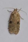 Agonopterix propinquella
