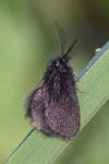 Epichnopterix sieboldii