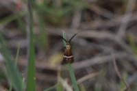 Adela australis