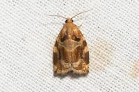 Archips xylosteana