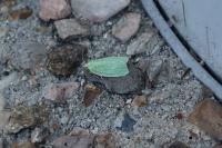Tortrix viridana