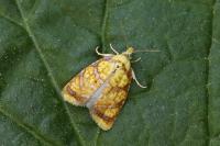 Acleris bergmanniana
