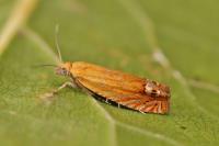 Lathronympha strigana