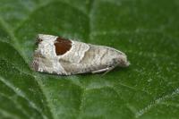 Notocelia uddmanniana