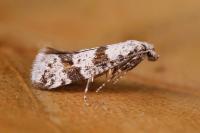 Scythropia crataegella
