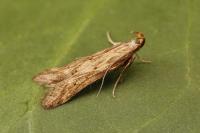 Metzneria lappella
