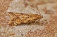 Brachmia blandella