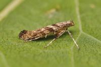 Caloptilia cuculipennella