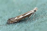 Isophrictis lineatella